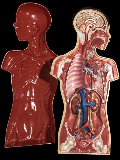 Anatomical Human Torso Model C Funique Science Games Toys And