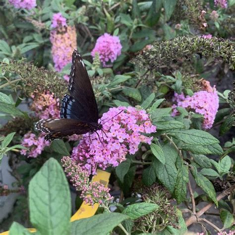 Pugster Pink Butterfly Bush For Sale Garden Goods Direct