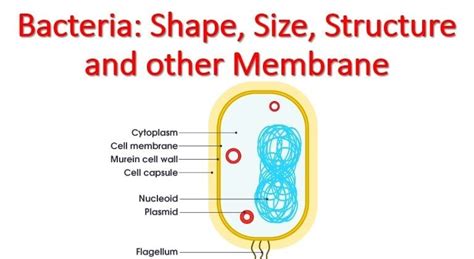 bacteria shape size structure and other membrane ~ microbiology notes