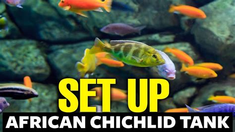 How To Setup An African Cichlid Tank 🐟 Youtube