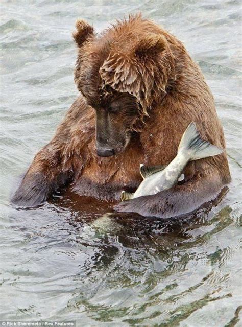 Kodiak Bear So Full He Fell Asleep In The River With A Snack
