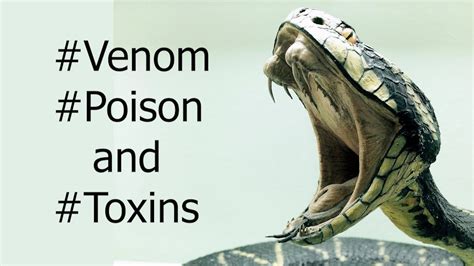 Venom Poison And Toxins Differencelearnaholic Youtube