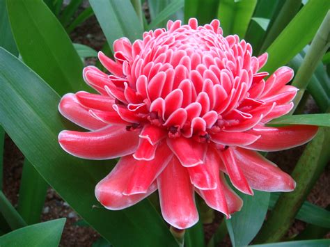 See more ideas about gubahan bunga, tanaman dalam rumah, bilik seni. Flower - Bunga Kantan | Bunga Kantan is commonly found in ...