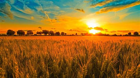Sunset And Wheat Field Wallpaper Hd Awesome Beautiful Hd High Quality