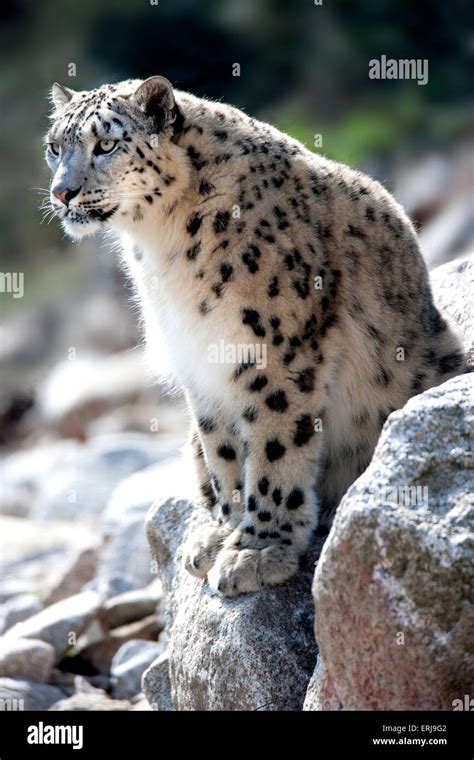 Snow Leopard Sitting Rock Hi Res Stock Photography And Images Alamy