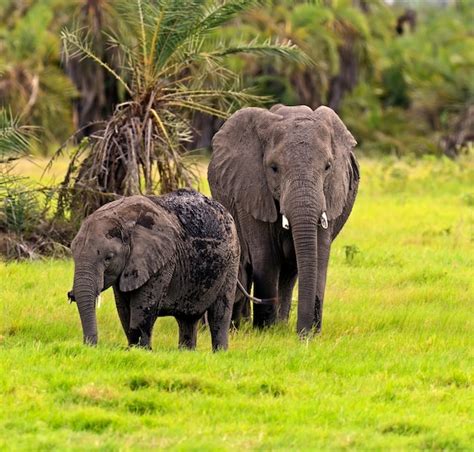 Premium Photo African Elephants In Their Natural Habitat Kenya Africa