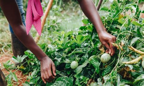 Africas Agriculture Projects Are Growing Food Inequality Article Ritz