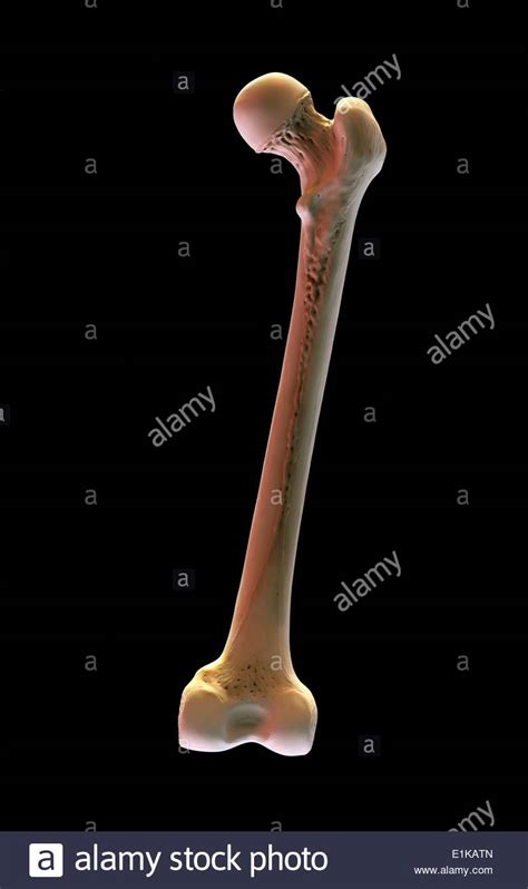Human Femur Bone