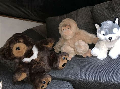 Als es um die frage ging, welchen zweiten hund sie wollten, hörte das paar von der geschichte sie fügte hinzu, dass dave und sie gerne hunde in not retten. Plüschtiere, Kinderspielzeug, Hunde etc., Teddybär in ...