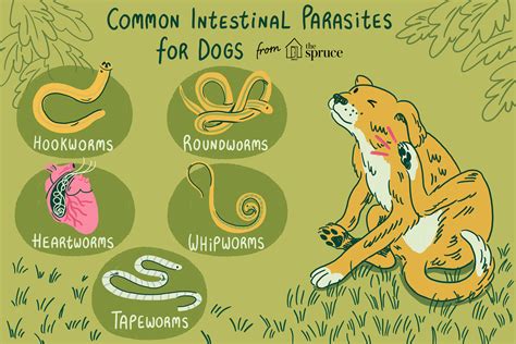 Common Canine Worms And Intestinal Parasites