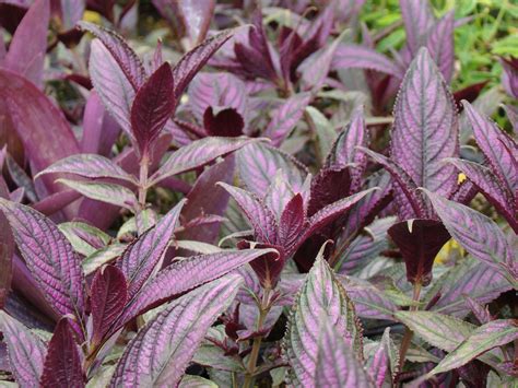 Persian Shield With Images Persian Shield Plants Garden