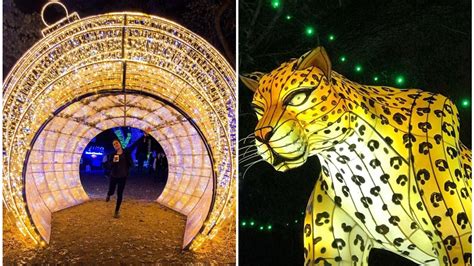 The Dallas Zoo Is Being Transformed With Millions Of Christmas Lights