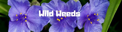 Florida Bellflower Wild Weeds Ufifas Extension Baker County