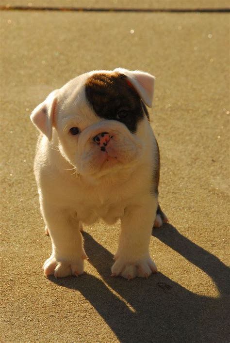 Sweet Baby Dogs 835 Adorable Bulldog Puppy I Pinned This Just For