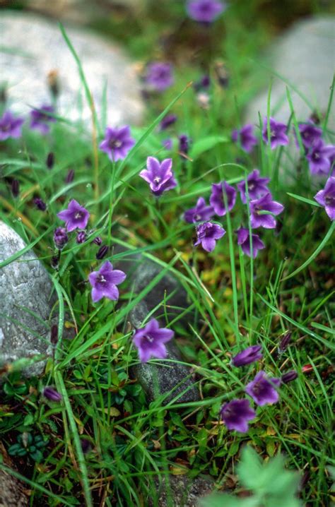 Free Stock Photo Of Wild Geranium Download Free Images And Free