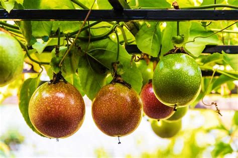 How To Grow Passion Fruit In Your Backyard Au