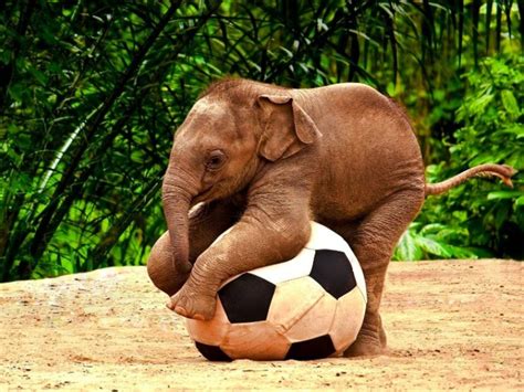 How to cute baby elephant. Cute Baby Elephant playing football : babyelephants