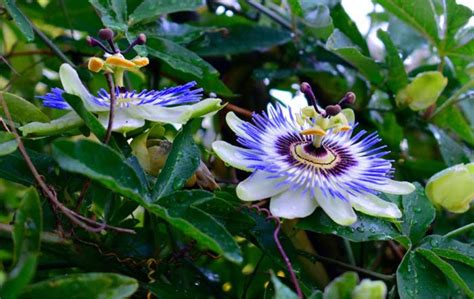 Passion Flower Care And Overwintering Passiflora