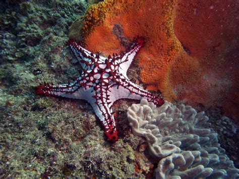 Fab Photos Friday Starfish Creature Feature Travels With Tam