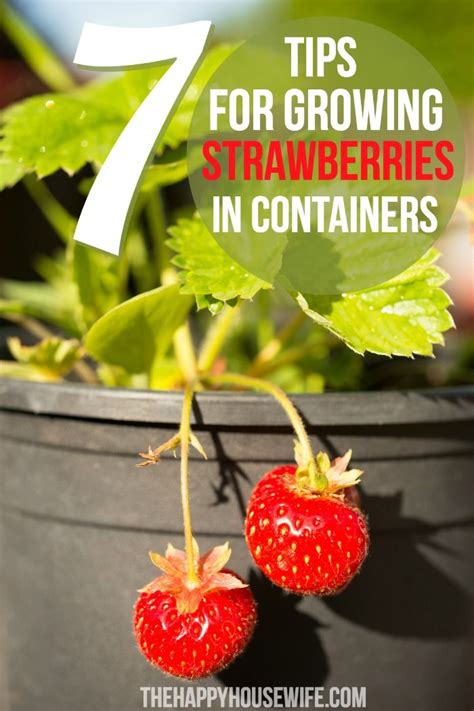 Strawberries Growing In A Pot With The Title 7 Tips For Growing