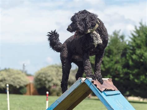 Highland Canine Training Professional Dog Training Solutions