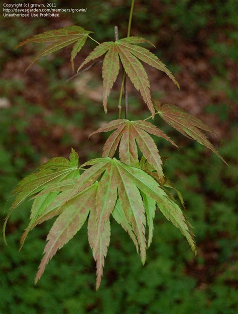 plantfiles pictures japanese maple matsumurae acer palmatum 1 by growin