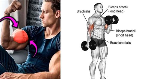 Bicep Workout With Dumbbells Arm Workout With Dumbbells Bicep And