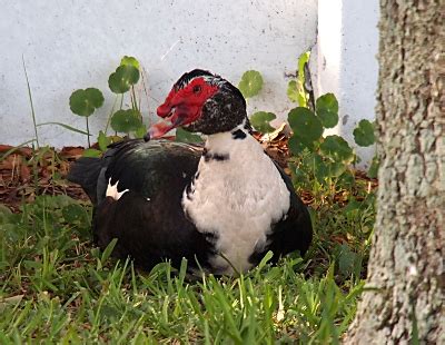 We did not find results for: S. M. Garver - Wildlife Photos - Adult Muscovy Ducks