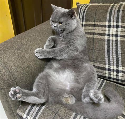 British Shorthair Cat Poc Our Relationship With Cats And Other Animals