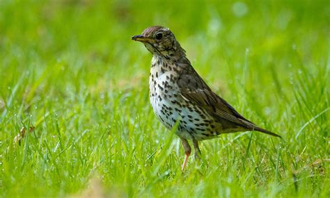 15 Types Of Thrush Birds An Overview With Pictures Optics Mag