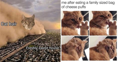 40 Purrrrfect Cat Memes To Make Your Caturday Absolutely Claw Some