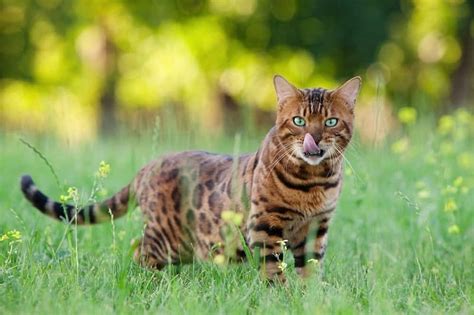 Bengal Cats The Ultimate Guide To Their History Types