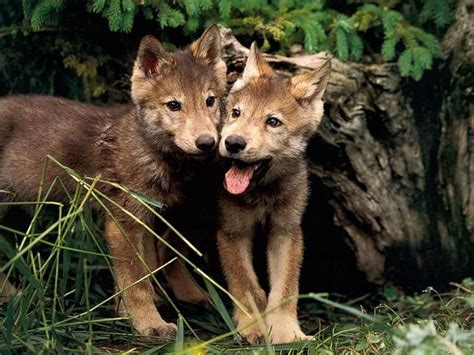 Wolf Cubs Tiere Wild Wolf Hunde Wolf