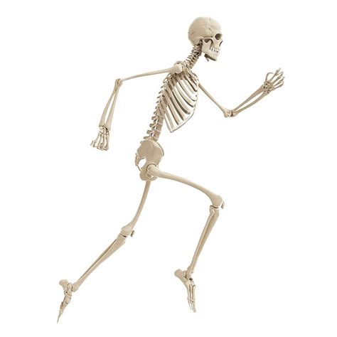 Running Skeleton Photograph By Scieproscience Photo Library Fine Art