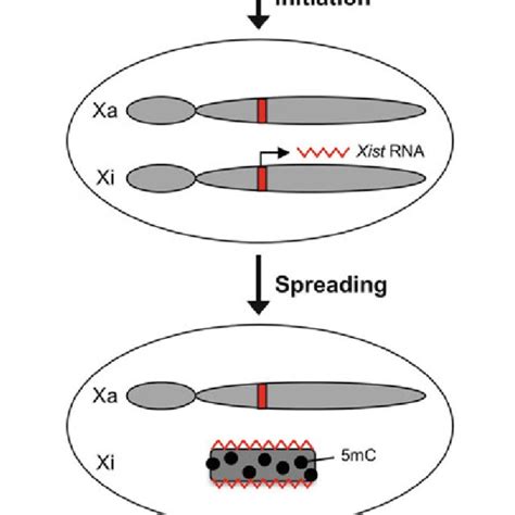 Major Steps Of X Chromosome Inactivation The Process Of X Chromosome
