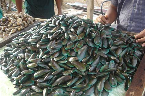 Koepang) is it is the biggest city and port on the island of timor. Kenali siput sudu @ kupang - Umpan