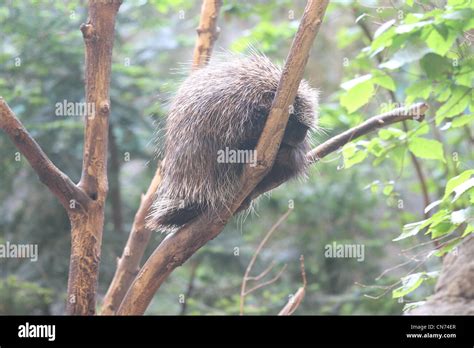 American Porcupine In Tree Stock Photo Alamy
