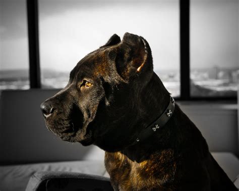 Meet The Monumental Cane Corso The Gentle Giant Dog By Freda