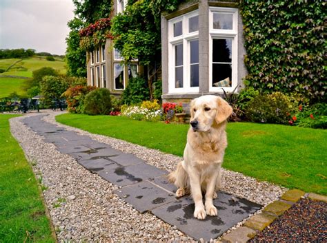 Top 10 Dog Friendly Hotels In The Lake District Petspyjamas