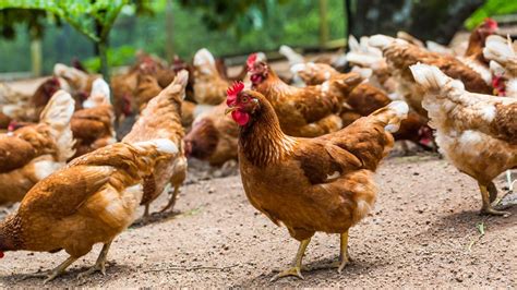 H5n8 is a subtype of the influenza a virus (sometimes called bird flu) and is highly lethal to wild birds and poultry. New case of bird flu H5N8 discovered in backyard in Wales ...
