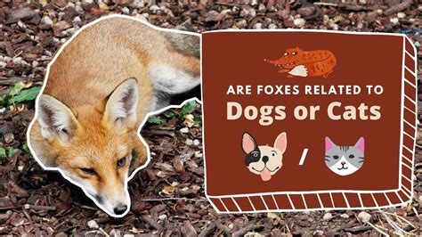 Are Foxes Related To Dogs Or Cats The Absolute Answer Youtube