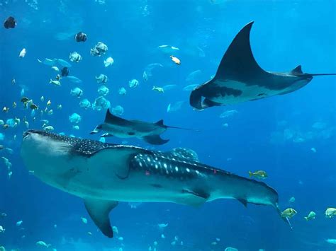 Indoor Oceans Diving With Whale Sharks At Georgia Aquarium Video