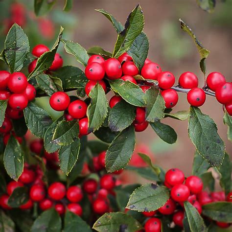 Winter Red Winterberry Holly For Sale Online The Tree Center
