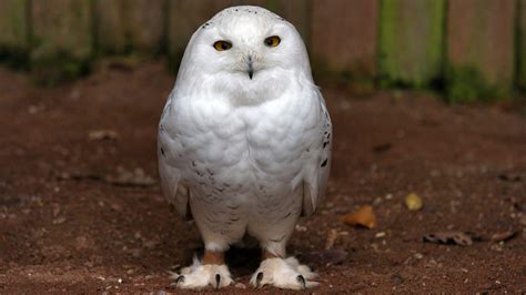 White Owl Wallpapers Wallpaper Cave