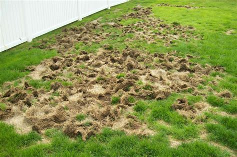 My business helps livestock ranchers, who struggle with prickly pear, to easily turn it into a safe grazing area for. Lawn Grubs: How to Identify, Get Rid of, and Prevent Them ...