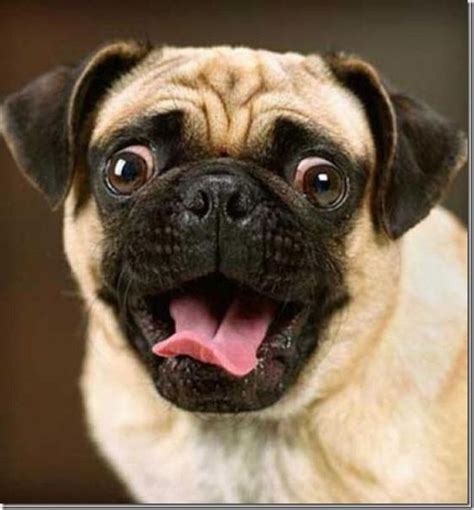10 Scary And Hilarious Dog Faces Pixfunpix