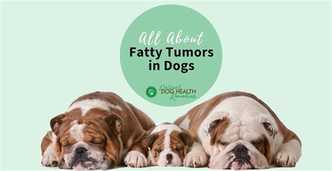 Fatty Tumors In Dogs Causes And Natural Treatment