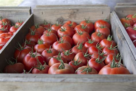 Crop Talk Tomatoes High Mowing Organic Non Gmo Seeds