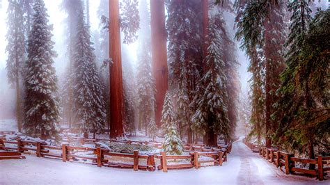 Sequoia National Park 4k Wallpapers Top Free Sequoia National Park 4k