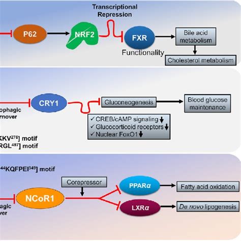 Autophagy Regulates Signal Proteins Level And Their Activity To